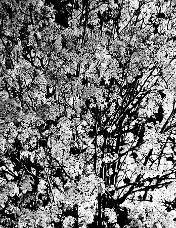 23 blossoms