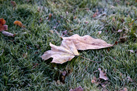 12 frost
