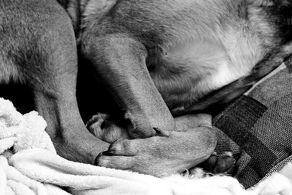 28 crossed paws