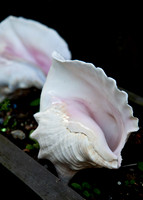 25 conch