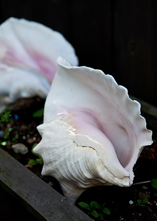 25 conch