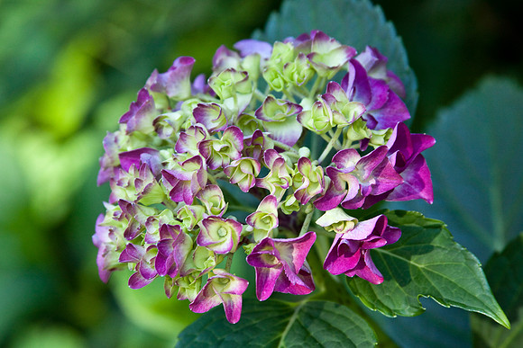 20 purple
