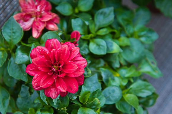 27 flower