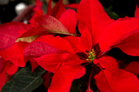 10 poinsetta