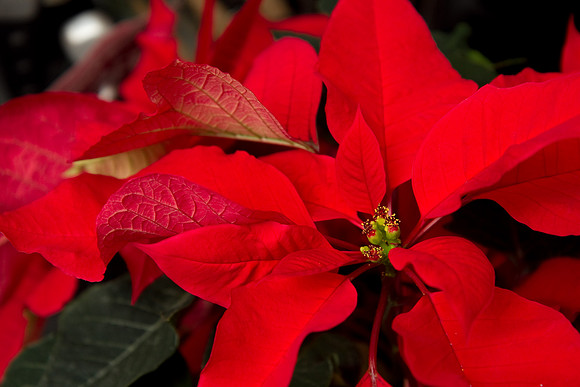 10 poinsetta