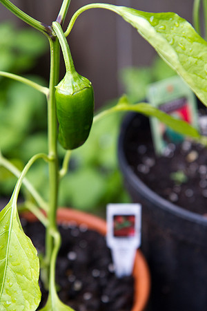 28 pepper