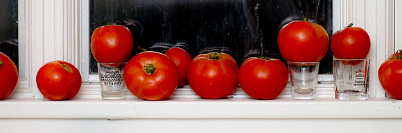 16 tomatoes