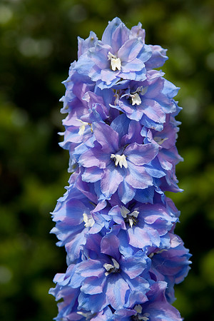 19 blue