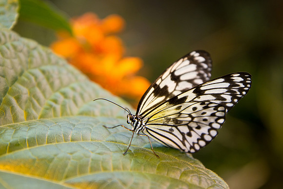 30 butterflies