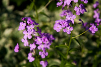 26 morning light