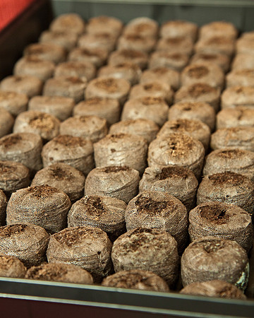 26 seeds