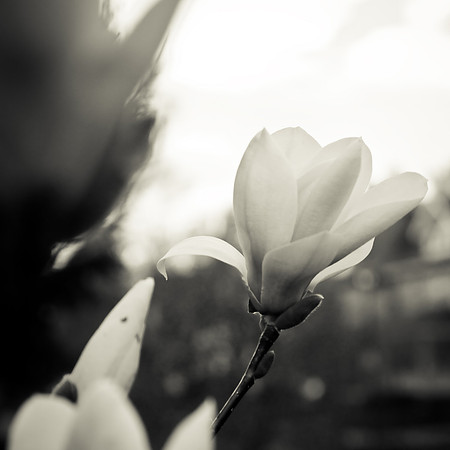14 bloom