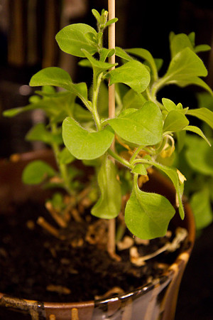 26 plant