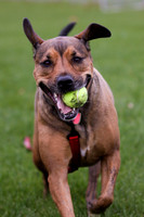 7 fetch