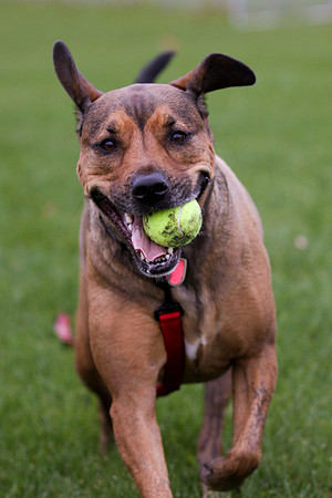 7 fetch