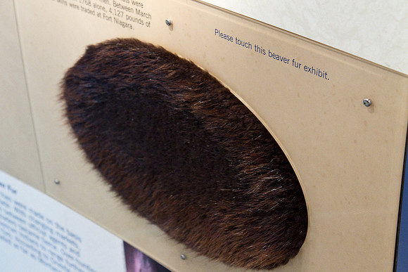 26 pet the beaver
